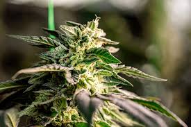 Cannabis Seeds Hawaii The Ultimate Guide to Growing Cannabis in Paradise Cannabis Seeds Hawaii The Ultimate Guide to Growing Cannabis in Paradise