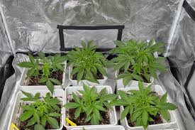 Cannabis Seeds Hawaii The Ultimate Guide to Growing Cannabis in Paradise Cannabis Seeds Hawaii The Ultimate Guide to Growing Cannabis in Paradise