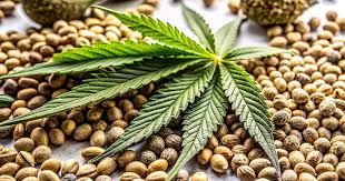 Cannabis Seeds Hawaii The Ultimate Guide to Growing Cannabis in Paradise Cannabis Seeds Hawaii The Ultimate Guide to Growing Cannabis in Paradise